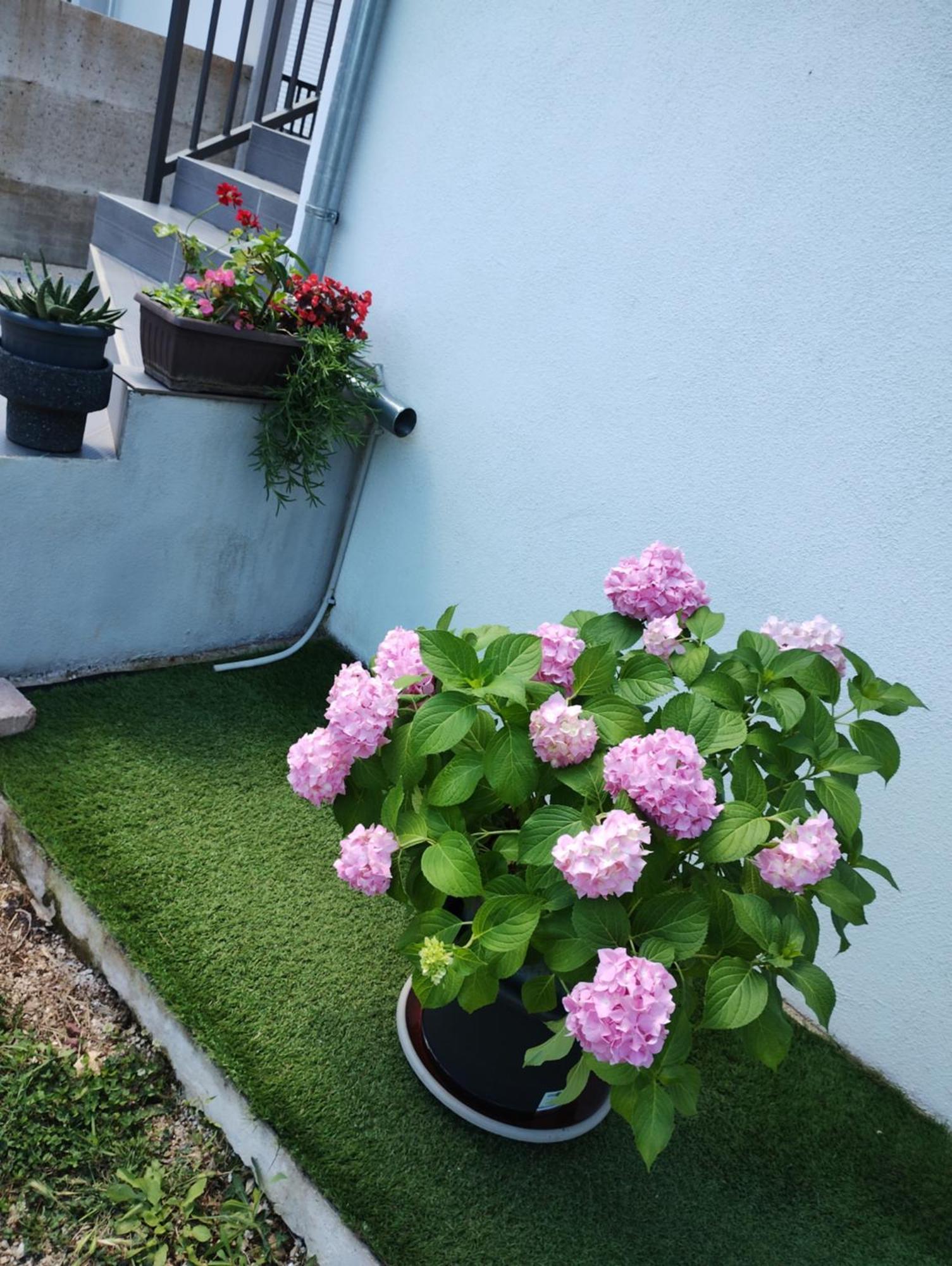 Apartman Enia Murvica  客房 照片